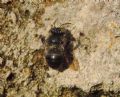 Anthophora plumipes